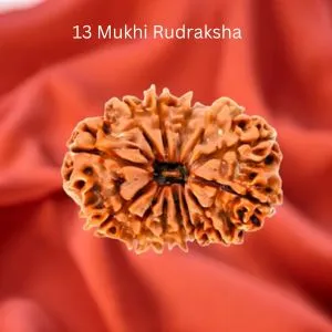 13 Mukhi Rudraksha beads on red cloth