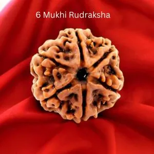 6 Mukhi Rudraksha beads on red cloth