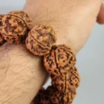 Rudraksha Collector Beads 5 Mukhi Rudraksha Bracelet